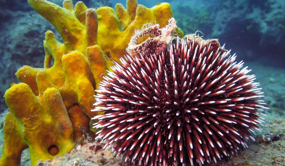 Sea Urchin In Greece AlpinPro Sea Urchin In Greece AlpinPro
